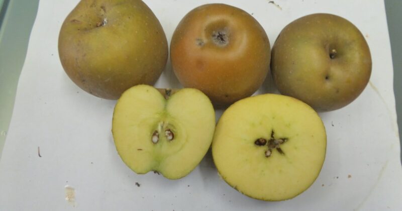 POMMIER REINETTE GRISE DE SAINTONGE