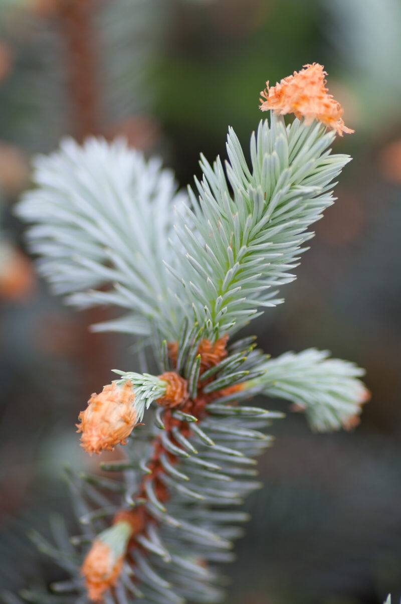 EPICEA BLEU HOOPSII