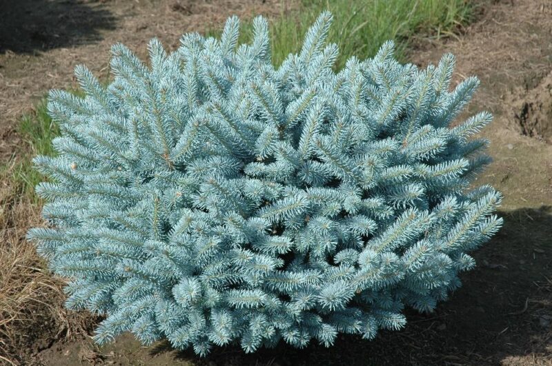 EPICEA BLEU NAIN
