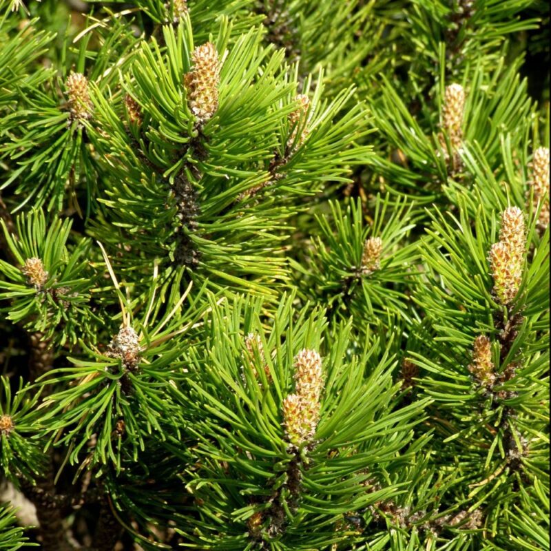 PIN NAIN DES MONTAGNES