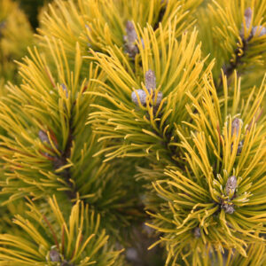 PIN WINTER GOLD