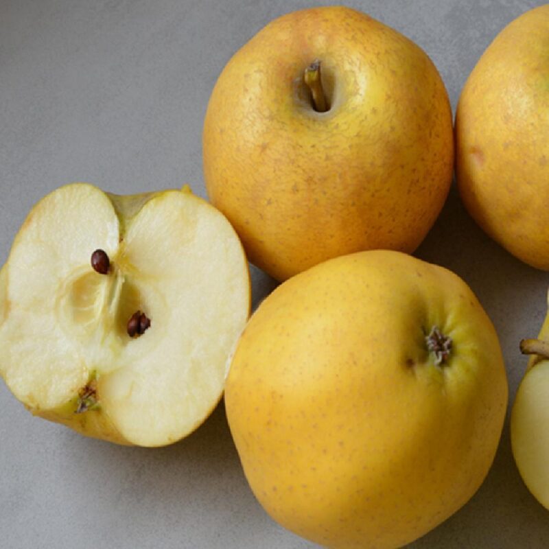 POMMIER BELCHARD