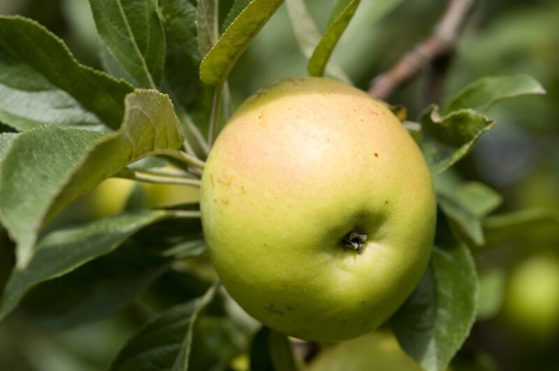 POMMIER BEDAN