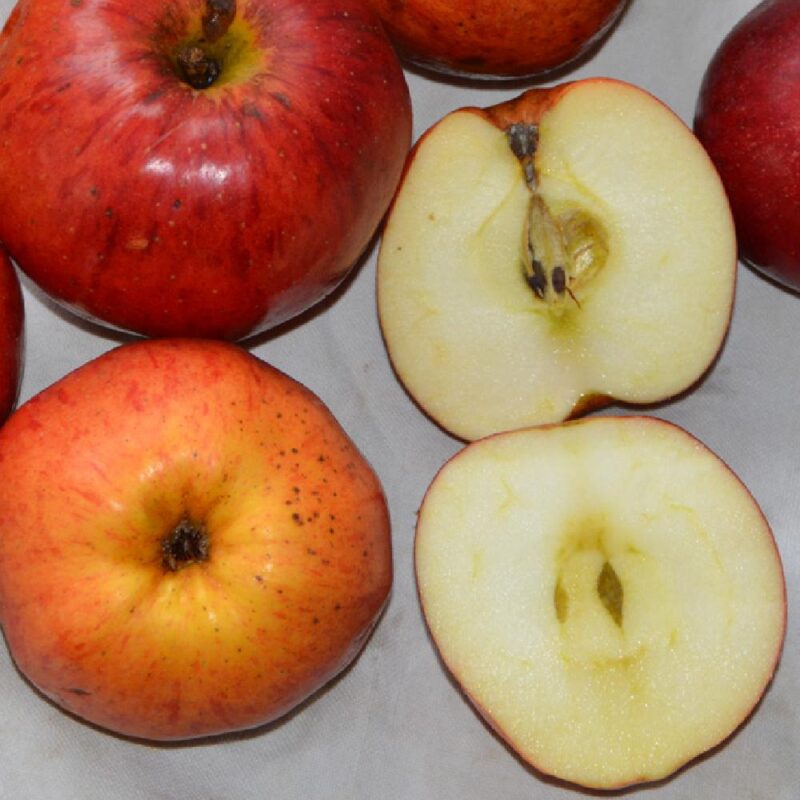 POMMIER QUERINA FLORINA