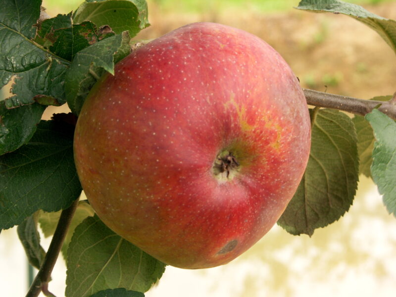 POMMIER POMME FRAMBOISE