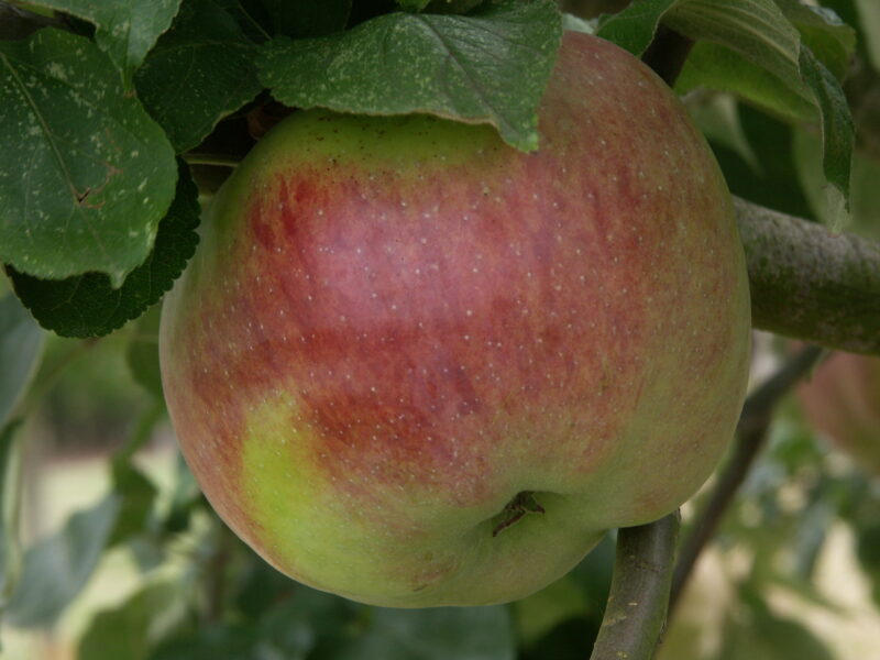 POMMIER GROSSE REAU