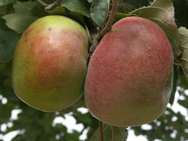 POMMIER GROSSE REAU