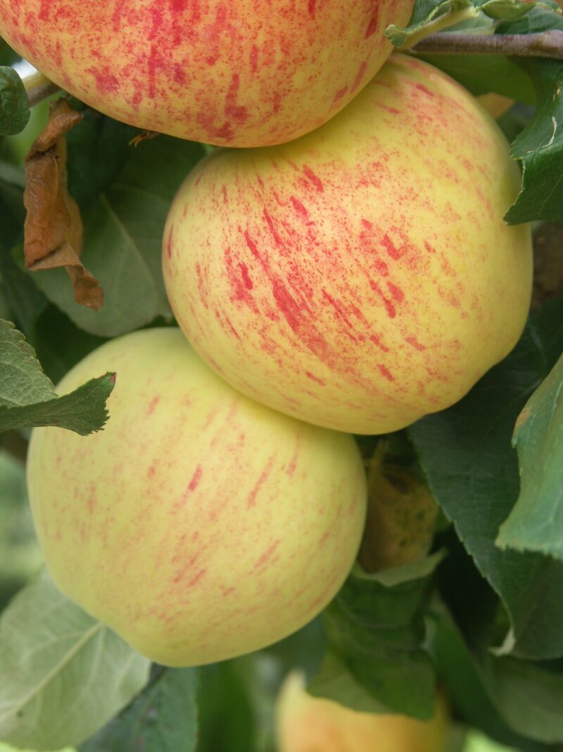 POMMIER MADELEINE