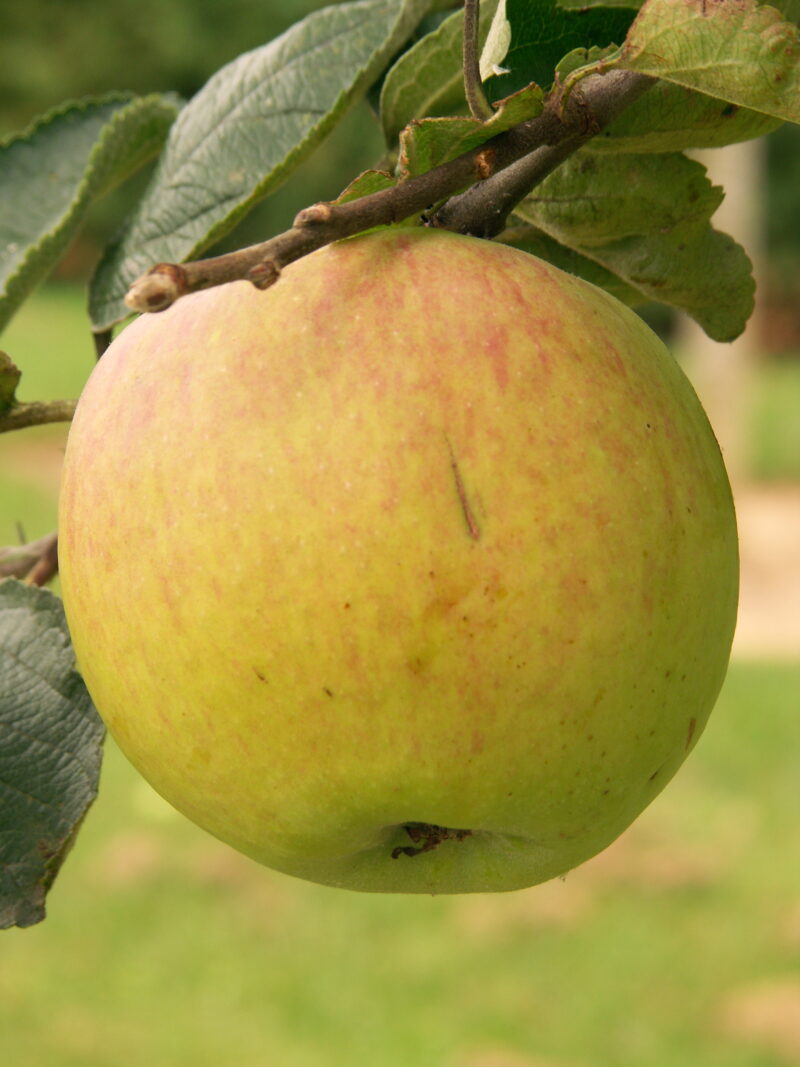 POMMIER PÉPIN SONNANT