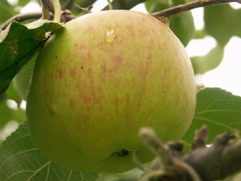 POMMIER PÉPIN SONNANT
