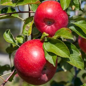 POMMIER REINETTE ROUGE ETOILEE