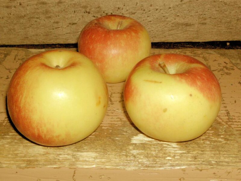 POMMIER API