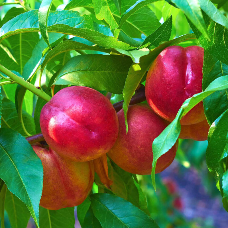 PÊCHER NECTARINE