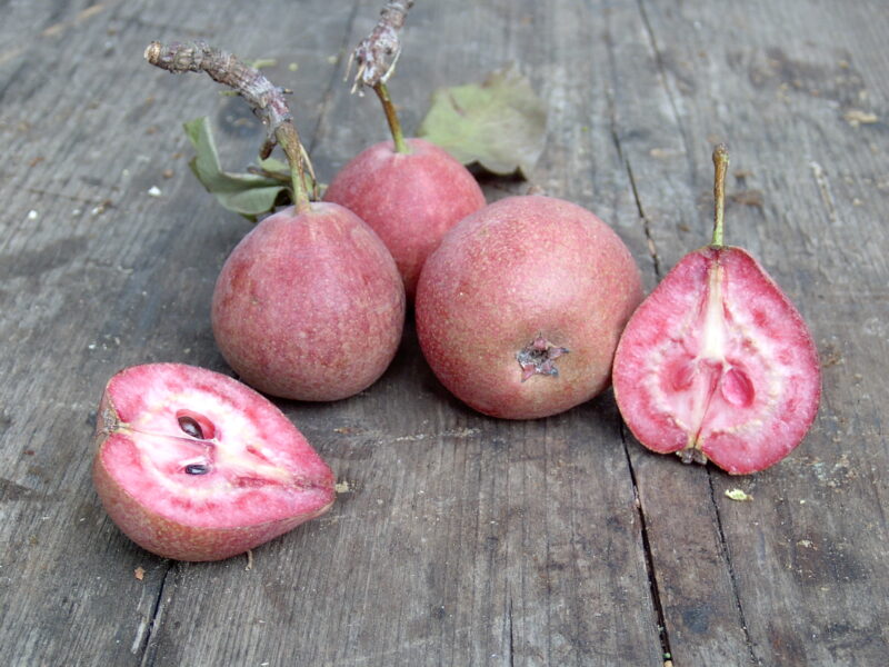 POIRIER COCOMERINA