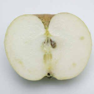 POMMIER JACQUES LEBEL
