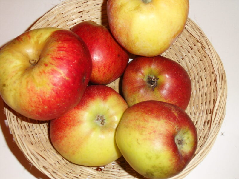 BON POMMIER