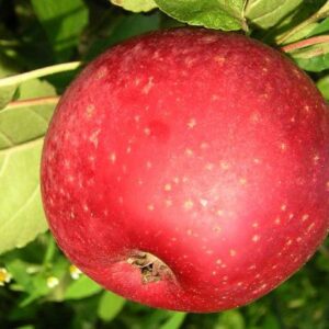 POMMIER REINETTE ROUGE ETOILEE