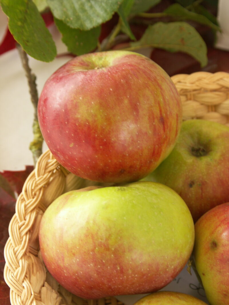 POMMIER RAMBOUR DE LORRAINE