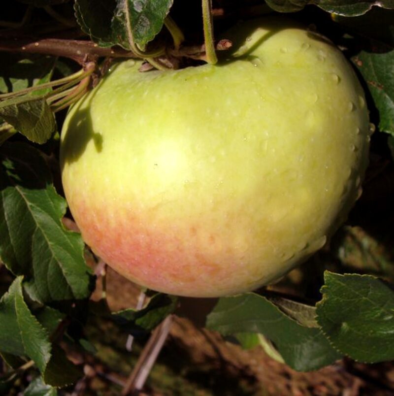 POMMIER GROS LOCARD