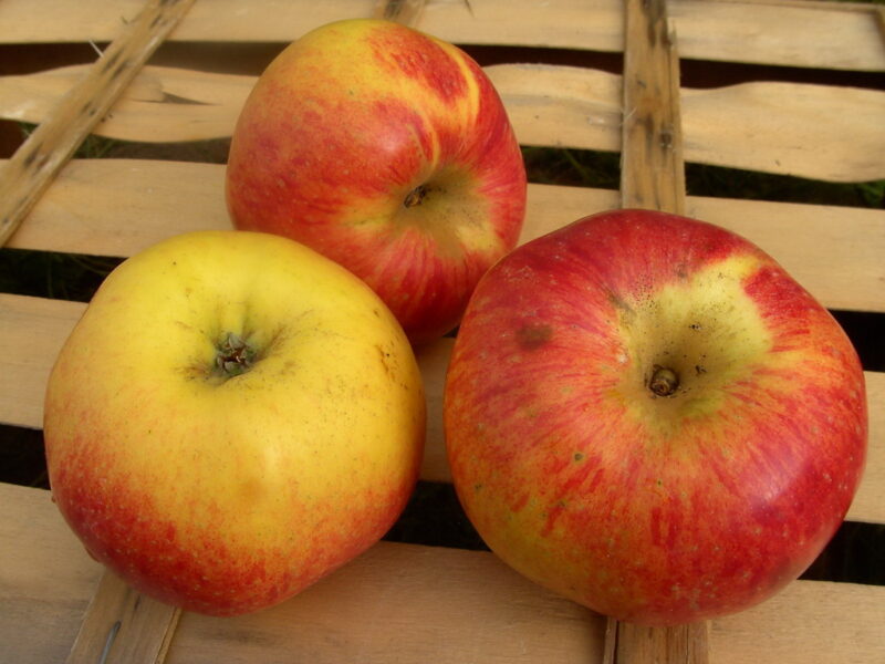 POMMIER RAMBOUR DE LORRAINE