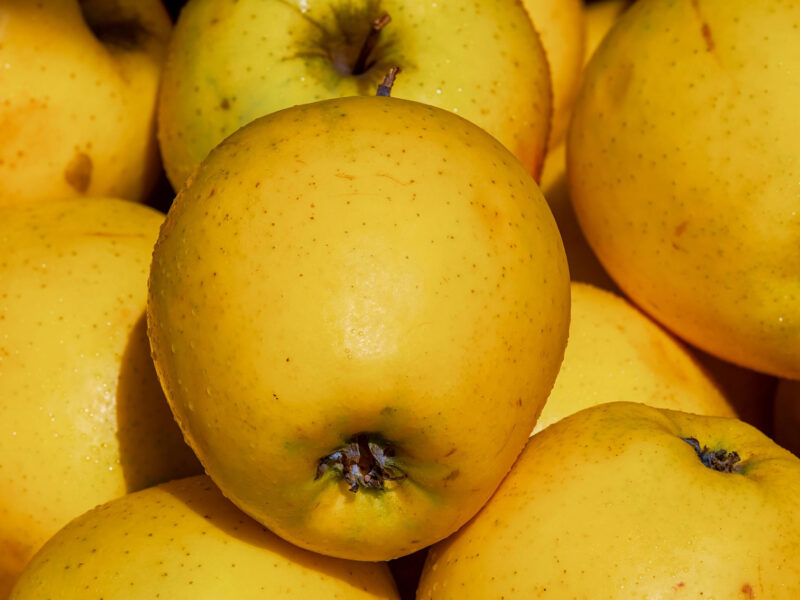 POMMIER GOLDEN DELICIOUS