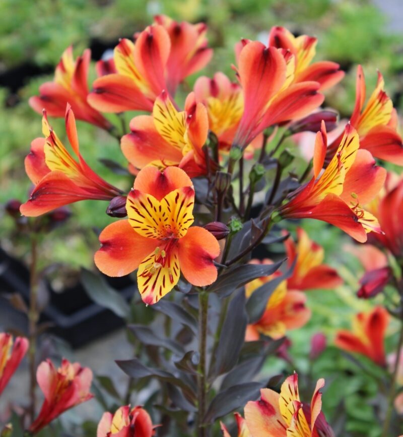 ALSTROEMERIA INDIAN SUMMER