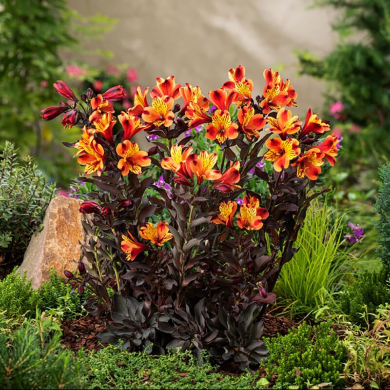 ALSTROEMERIA INDIAN SUMMER