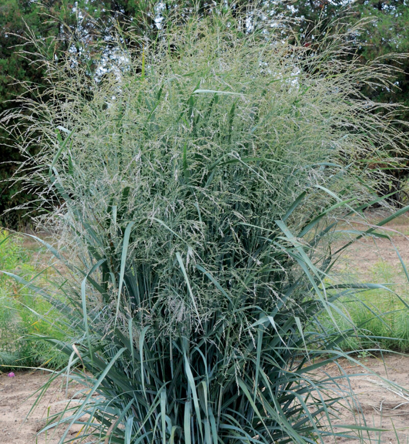 PANICUM BLUE FONTAINE