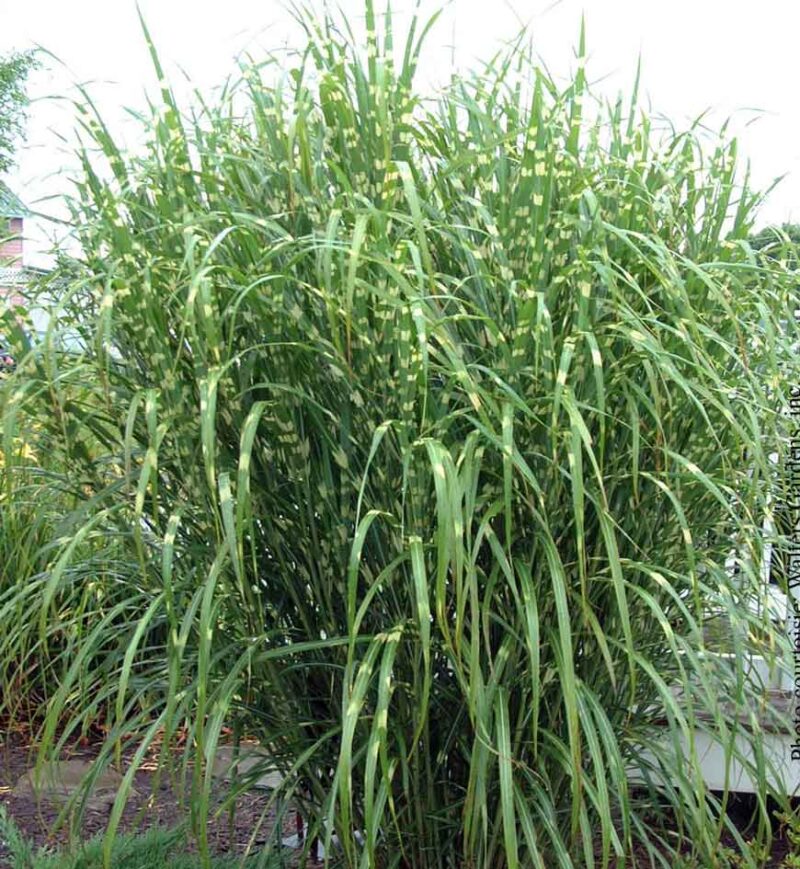 MISCANTHUS ZEBRINUS STRICTUS
