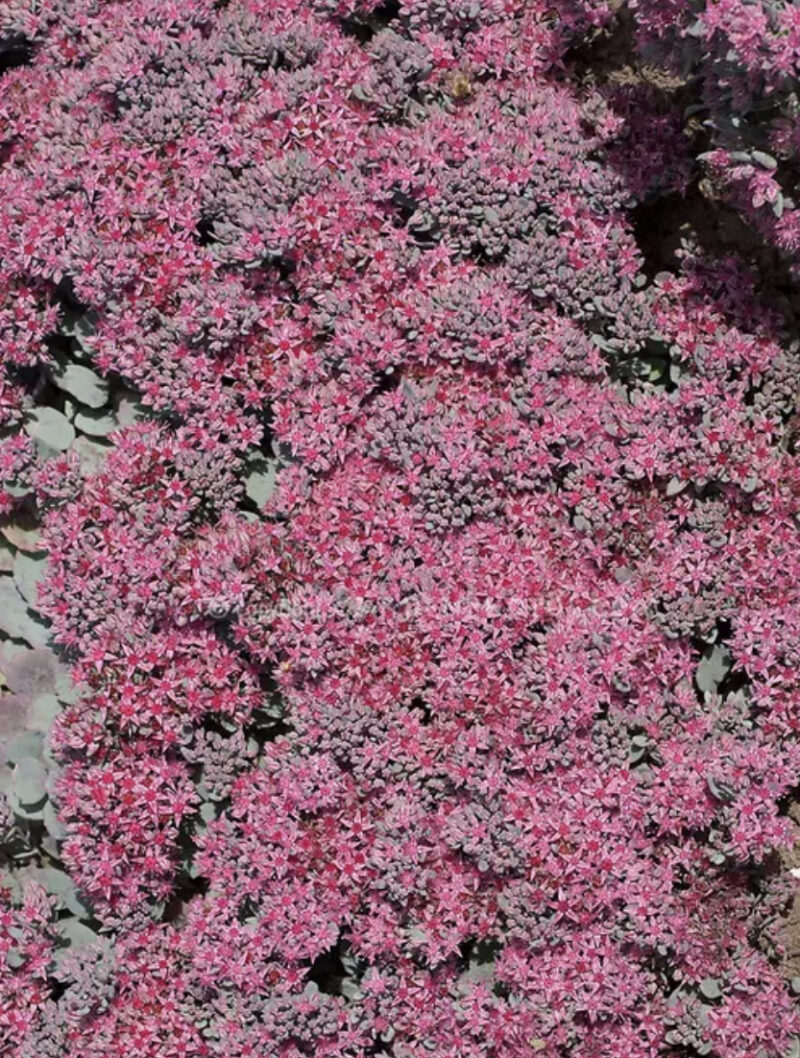 SEDUM PAINTED PEBBLE