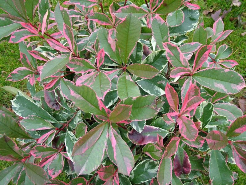 PHOTINIA PINK MARBLE